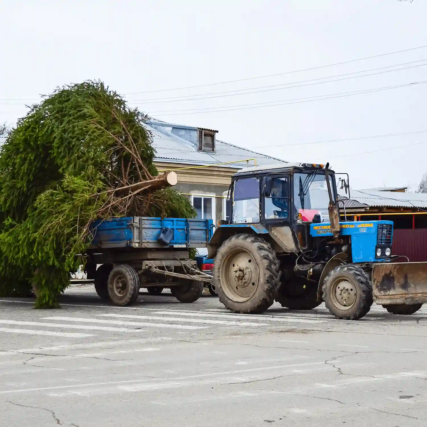 Tractor hauling large tree on rural street in Cochrane Tow Truck Calgary.